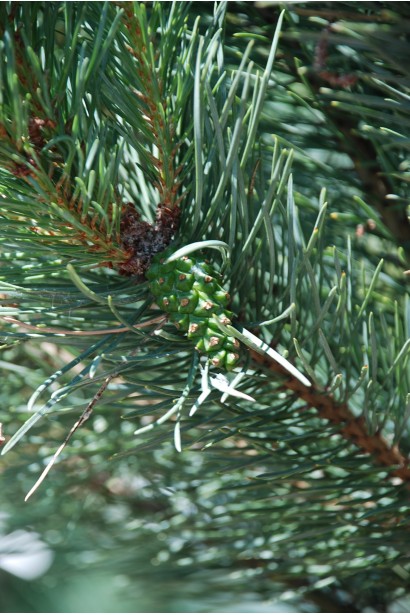 Сосна Ватерері дерево з ніжною сріблясто-зеленою хвоєю